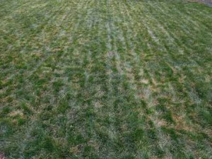 Spring Cleanup of Tall Fescue