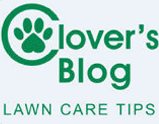 clovers-blog