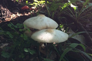 Mushroon-in-the-lawn