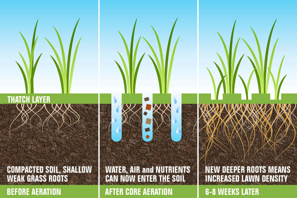 Why Aeration and Overseeding Are Needed in the Fall? GrowinGreen