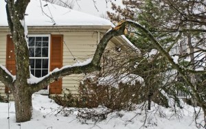 Tree Snow Damage
