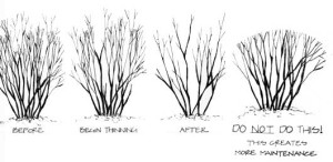 proper_pruning