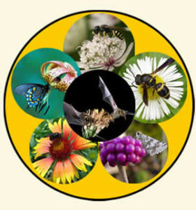 animalwheel-pollinators