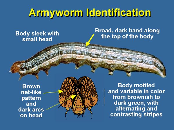 Armyworm